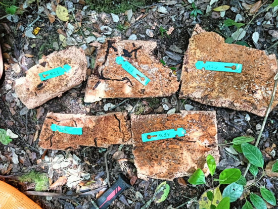 Recogida de muestras de corcho para evaluar el efecto del descorche sobre su crecimiento