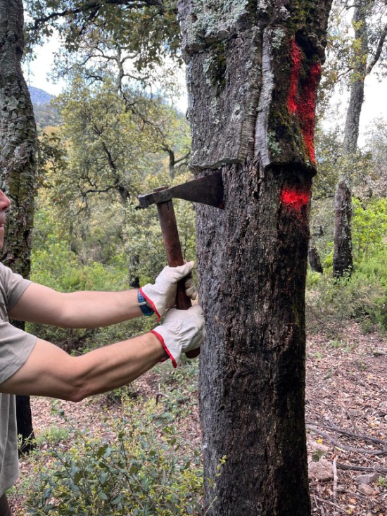 Recogida de muestras de corcho para evaluar el efecto del descorche sobre su crecimiento